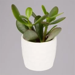 Sukkulenten In Dekotopf 'Honey', Topf-Ø 6 Cm, 3er-Set -Fashion Garden Store 0225200537 Mini Sukkulenten Set in Topf Honey 3 117301