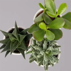 Sukkulenten In Dekotopf 'Honey', Topf-Ø 6 Cm, 3er-Set -Fashion Garden Store 0225200537 Mini Sukkulenten Set in Topf Honey 4 117300