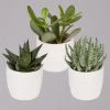 Sukkulenten In Dekotopf 'Honey', Topf-Ø 6 Cm, 3er-Set -Fashion Garden Store 0225200537 Mini Sukkulenten Set in Topf Honey 5 117299