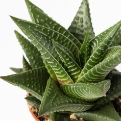 Sukkulenten Im Dekotopf 'Glazed Pink', Verschiedene Arten, Topf-Ø 6 Cm, 3er-Set -Fashion Garden Store 0225200733 Sukkulenten Set in Topf Scandic terrac 3er Set 12