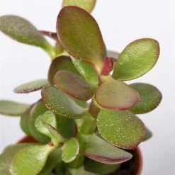 Sukkulenten Im Dekotopf 'Glazed Pink', Verschiedene Arten, Topf-Ø 6 Cm, 3er-Set -Fashion Garden Store 0225200733 Sukkulenten Set in Topf Scandic terrac 3er Set 9