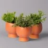 Mini-Korallenkaktus Im Dekotopf 'Scandic Terracotta', Topf-Ø 6 Cm, 3er-Set -Fashion Garden Store 0225200735 Rhipsalis Set in Topf Scandic terracot 3er Set 1 neu