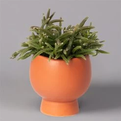 Mini-Korallenkaktus Im Dekotopf 'Scandic Terracotta', Topf-Ø 6 Cm, 3er-Set -Fashion Garden Store 0225200735 Rhipsalis Set in Topf Scandic terracot 3er Set 2