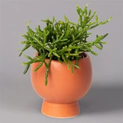 Mini-Korallenkaktus Im Dekotopf 'Scandic Terracotta', Topf-Ø 6 Cm, 3er-Set -Fashion Garden Store 0225200735 Rhipsalis Set in Topf Scandic terracot 3er Set 4