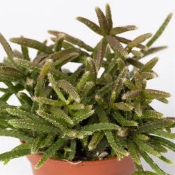 Mini-Korallenkaktus Im Dekotopf 'Scandic Terracotta', Topf-Ø 6 Cm, 3er-Set -Fashion Garden Store 0225200735 Rhipsalis Set in Topf Scandic terracot 3er Set 5