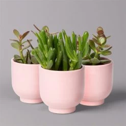 Sukkulenten Im Dekotopf 'Glazed Pink', Verschiedene Arten, Topf-Ø 6 Cm, 3er-Set