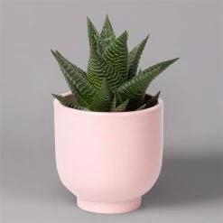 Sukkulenten Im Dekotopf 'Glazed Pink', Verschiedene Arten, Topf-Ø 6 Cm, 3er-Set -Fashion Garden Store 0225200736 Sukkulenten Set in Topf Glazed Pink 3er Set 3