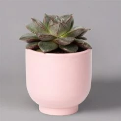 Sukkulenten Im Dekotopf 'Glazed Pink', Verschiedene Arten, Topf-Ø 6 Cm, 3er-Set -Fashion Garden Store 0225200736 Sukkulenten Set in Topf Glazed Pink 3er Set 4