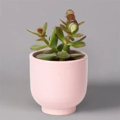 Sukkulenten Im Dekotopf 'Glazed Pink', Verschiedene Arten, Topf-Ø 6 Cm, 3er-Set -Fashion Garden Store 0225200736 Sukkulenten Set in Topf Glazed Pink 3er Set 5