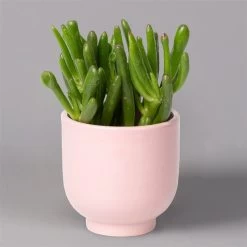 Sukkulenten Im Dekotopf 'Glazed Pink', Verschiedene Arten, Topf-Ø 6 Cm, 3er-Set -Fashion Garden Store 0225200736 Sukkulenten Set in Topf Glazed Pink 3er Set 6