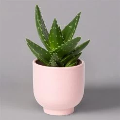 Sukkulenten Im Dekotopf 'Glazed Pink', Verschiedene Arten, Topf-Ø 6 Cm, 3er-Set -Fashion Garden Store 0225200736 Sukkulenten Set in Topf Glazed Pink 3er Set 7