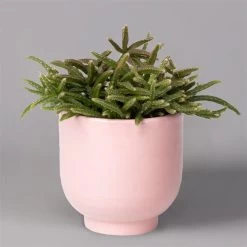 Mini-Korallenkaktus Im Dekotopf 'Glazed Pink, In Sorten, Topf-Ø 6 Cm, 3er-Set -Fashion Garden Store 0225200738 Rhipsalis Set in Topf Glazed Pink 3er Set 3
