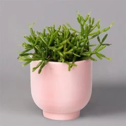 Mini-Korallenkaktus Im Dekotopf 'Glazed Pink, In Sorten, Topf-Ø 6 Cm, 3er-Set -Fashion Garden Store 0225200738 Rhipsalis Set in Topf Glazed Pink 3er Set 4