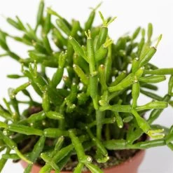 Mini-Korallenkaktus Im Dekotopf 'Glazed Pink, In Sorten, Topf-Ø 6 Cm, 3er-Set -Fashion Garden Store 0225200738 Rhipsalis Set in Topf Glazed Pink 3er Set 6 1