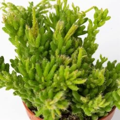 Mini-Korallenkaktus Im Dekotopf 'Scandic Terracotta', Topf-Ø 6 Cm, 3er-Set -Fashion Garden Store 0225200738 Rhipsalis Set in Topf Glazed Pink 3er Set 7