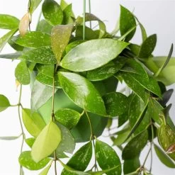 Hoya Memoria, In Blumenampel, Topf-Ø 14 Cm -Fashion Garden Store 0230200505 Hoya gracilis T14 1 2 116140