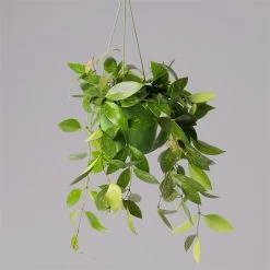 Hoya Memoria, In Blumenampel, Topf-Ø 14 Cm -Fashion Garden Store 0230200505 Hoya gracilis T14 2 1 116139