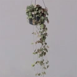 Leuchterblume In Blumenampel, Topf-Ø 14 Cm