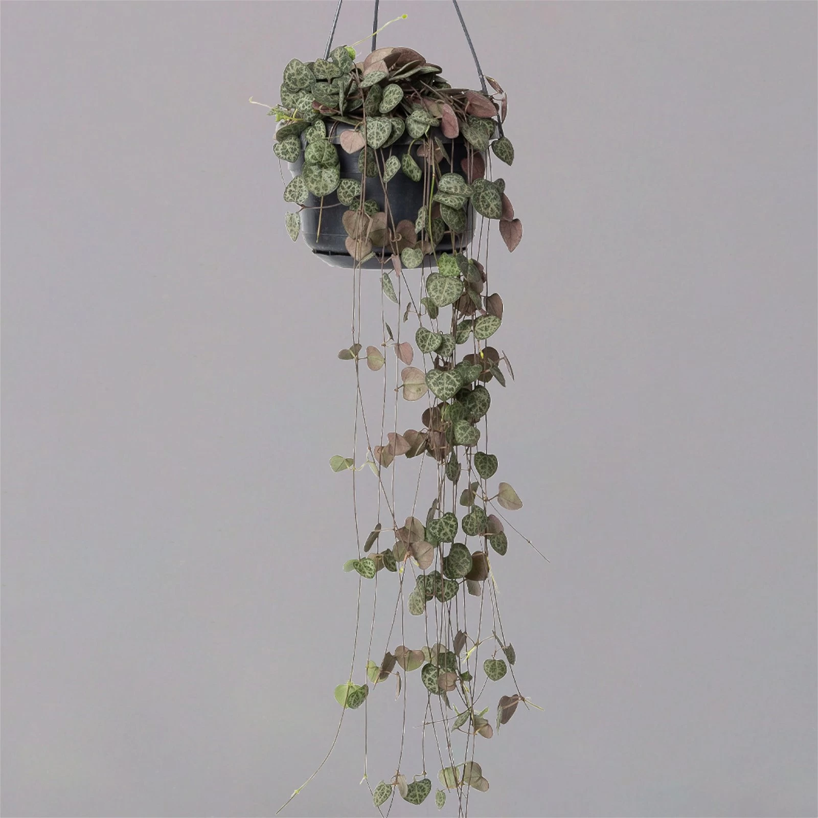 Leuchterblume In Blumenampel, Topf-Ø 14 Cm 3 Leuchterblume In Blumenampel, Topf-Ø 14 Cm