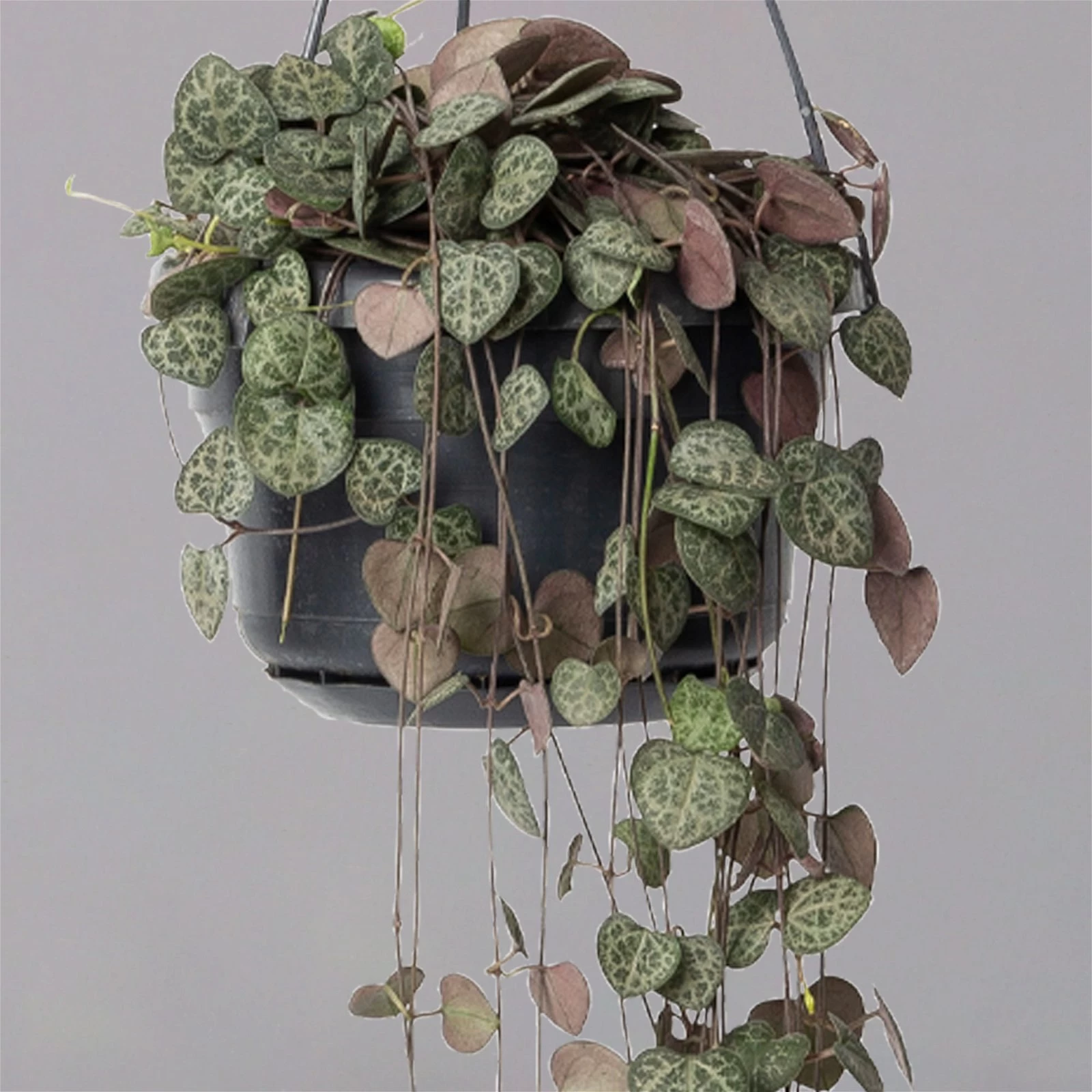 Leuchterblume In Blumenampel, Topf-Ø 14 Cm 4 Leuchterblume In Blumenampel, Topf-Ø 14 Cm – Bild 2