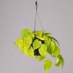 Philodendron 'Lemon Lime' In Blumenampel, Topf-Ø 17 Cm, Höhe Ca. 30 Cm -Fashion Garden Store 0230200824 Philodendrin Scandens lemon Lime Ampel 2 117649