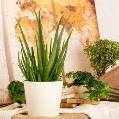 Aloe Vera, Topf-Ø 24 Cm, Höhe Ca. 75 Cm 11 Aloe Vera, Topf-Ø 24 Cm, Höhe Ca. 75 Cm -Fashion Garden Store 025010 Aloe vera1