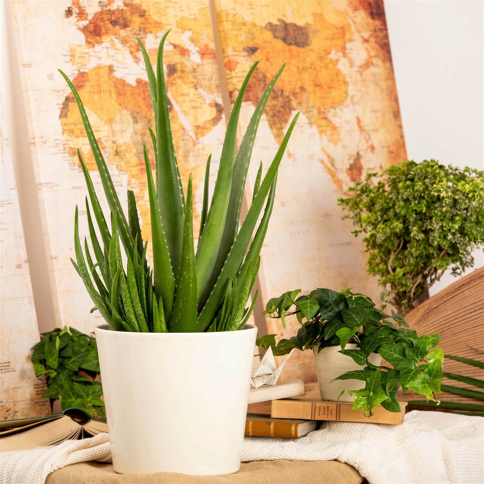 Aloe Vera, Topf-Ø 24 Cm, Höhe Ca. 75 Cm 6 Aloe Vera, Topf-Ø 24 Cm, Höhe Ca. 75 Cm – Bild 4