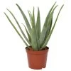 Aloe Vera, Topf-Ø 24 Cm, Höhe Ca. 75 Cm 1 Aloe Vera, Topf-Ø 24 Cm, Höhe Ca. 75 Cm -Fashion Garden Store 0250102346 Aloe Vera 24 cm T H 75 cm