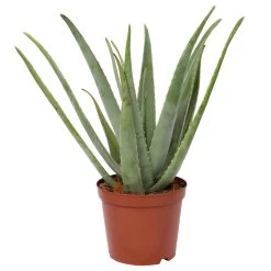 Aloe Vera, Topf-Ø 24 Cm, Höhe Ca. 75 Cm