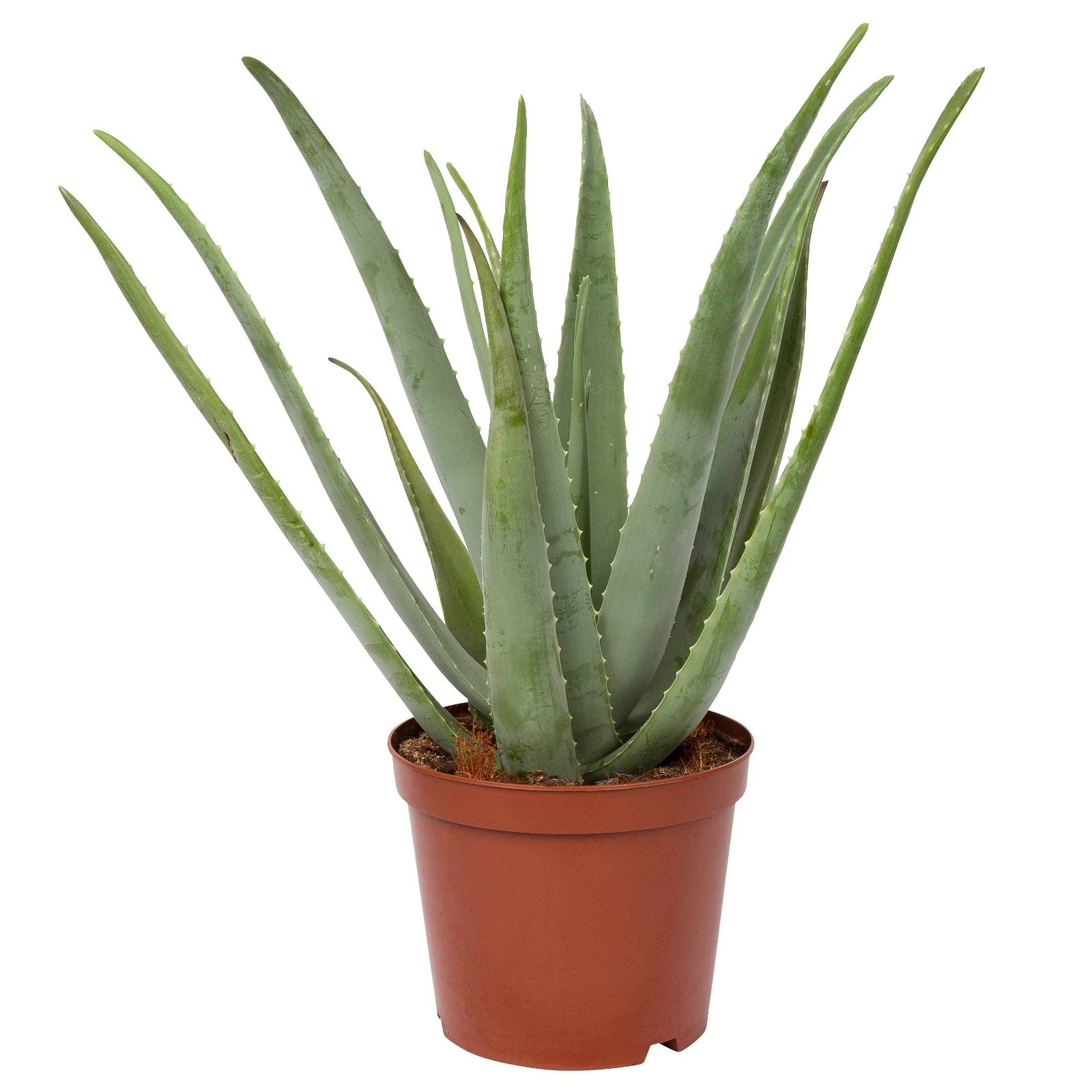 Aloe Vera, Topf-Ø 24 Cm, Höhe Ca. 75 Cm 3 Aloe Vera, Topf-Ø 24 Cm, Höhe Ca. 75 Cm