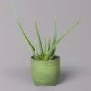 Aloe Vera In Keramiktopf Bergamo Grün, Topf-Ø 12 Cm, Höhe Ca. 35 Cm -Fashion Garden Store 0250103274 Aloe vera in uebertopf Bergamo gruen 12cmT H35cm 5 121027
