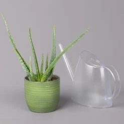 Aloe Vera In Keramiktopf Bergamo Grün, Topf-Ø 12 Cm, Höhe Ca. 35 Cm -Fashion Garden Store 0250103274 Aloe vera in uebertopf Bergamo gruen 12cmT H35cm 6 121026