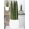 Bogenhanf 'Straight', Topf-Ø 14 Cm, Höhe Ca. 50 Cm 1 Bogenhanf 'Straight', Topf-Ø 14 Cm, Höhe Ca. 50 Cm -Fashion Garden Store 0250200242 Sansevieria Cylindrica Straight