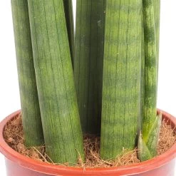 Bogenhanf 'Straight', Topf-Ø 14 Cm, Höhe Ca. 50 Cm -Fashion Garden Store 0250200242 Sansevieria Cylindrica Straight 14cm T H 50cm 1