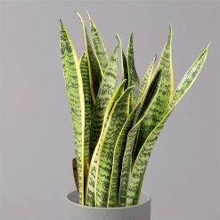 Bogenhanf, Topf-Ø 12 Cm, Höhe Ca. 35-45cm, 3er-Set -Fashion Garden Store 0250200720 Sansevieria trifasciata Laurentii T12 3er Set 3