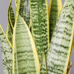 Bogenhanf, Topf-Ø 12 Cm, Höhe Ca. 35-45cm, 3er-Set -Fashion Garden Store 0250200720 Sansevieria trifasciata Laurentii T12 3er Set 1