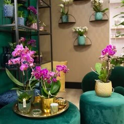 Phalaenopsis, Lilatöne, 2 Rispen, Topf-Ø 9 Cm, Höhe Ca. 30 Cm 12 Phalaenopsis, Lilatöne, 2 Rispen, Topf-Ø 9 Cm, Höhe Ca. 30 Cm -Fashion Garden Store 0290100040 0290100041