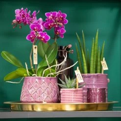 Phalaenopsis, Lilatöne, 2 Rispen, Topf-Ø 9 Cm, Höhe Ca. 30 Cm 13 Phalaenopsis, Lilatöne, 2 Rispen, Topf-Ø 9 Cm, Höhe Ca. 30 Cm -Fashion Garden Store 0290100040 1