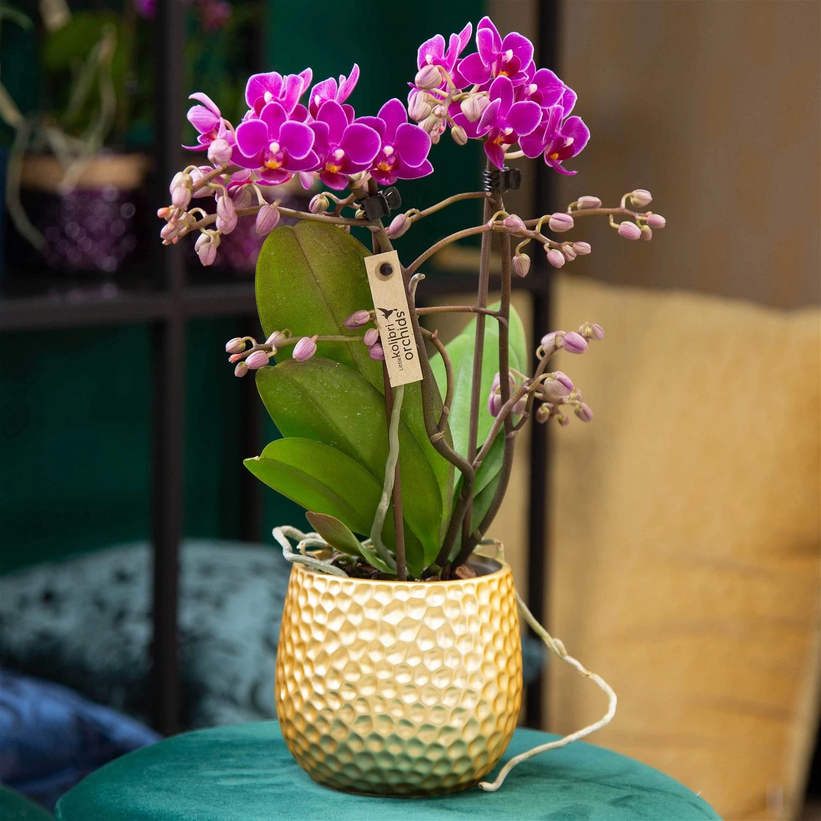 Phalaenopsis, Lilatöne, 2 Rispen, Topf-Ø 9 Cm, Höhe Ca. 30 Cm 3 Phalaenopsis, Lilatöne, 2 Rispen, Topf-Ø 9 Cm, Höhe Ca. 30 Cm