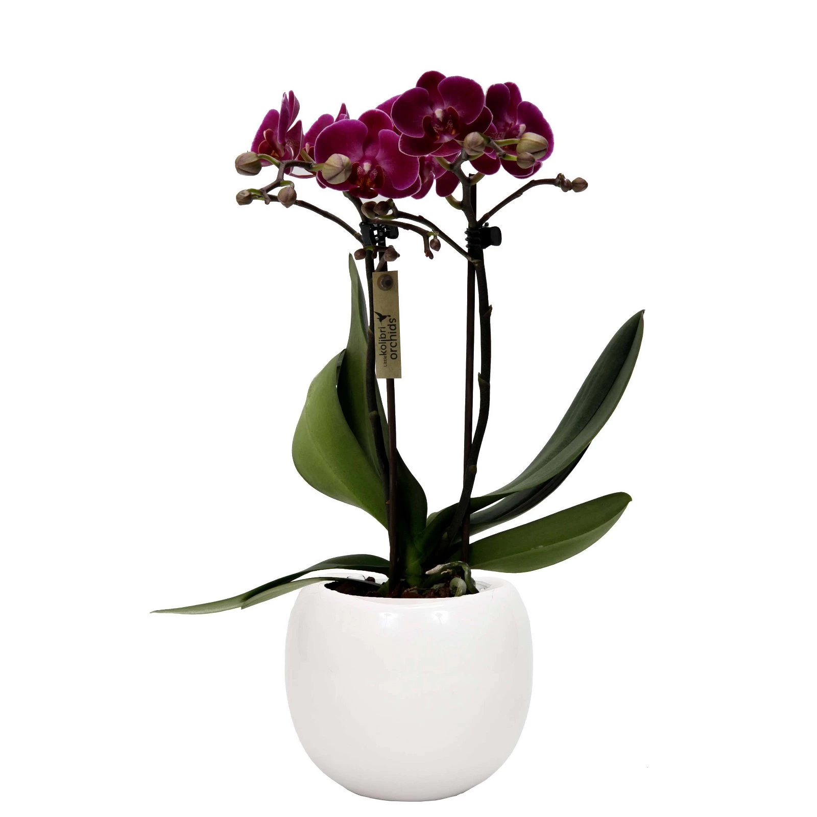 Phalaenopsis, Lilatöne, 2 Rispen, Topf-Ø 9cm, Mit Keramikübertopf, Höhe Ca. 30cm 3 Phalaenopsis, Lilatöne, 2 Rispen, Topf-Ø 9cm, Mit Keramikübertopf, Höhe Ca. 30cm