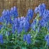 Bio Herbst-Eisenhut 'Arendsii' Blau, Topf-Ø 11 Cm, 3er-Set -Fashion Garden Store 0310102082 Aconitum carmichaelii Arendsii Koelle 11 cm Topf blau 44395