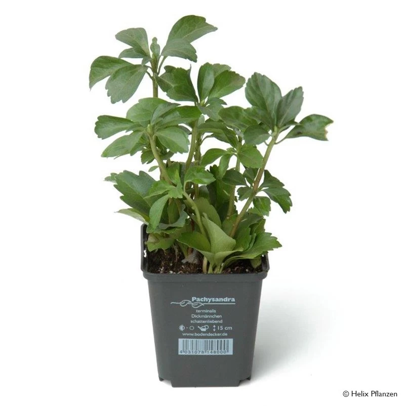 Dickmännchen (Pachysandra Terminalis), 9 Cm Topf, 12er-Set 4 Dickmännchen (Pachysandra Terminalis), 9 Cm Topf, 12er-Set – Bild 2