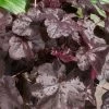 Purpurglöckchen 'Obsidian®' Schwarz, Topf-Ø 12 Cm, 3er-Set 2 Purpurglöckchen 'Obsidian®' Schwarz, Topf-Ø 12 Cm, 3er-Set -Fashion Garden Store 0310150151 KB Heuchera Obsidian 12er Topf violett schwarz 34527