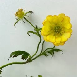 Nelkenwurz 'Nonna' Gelborange Halbgefüllt, Topf-Ø 12 Cm, 3er-Set -Fashion Garden Store 0310190533 geum nonna koelle bio 3 123839