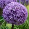 Riesenlauch 'Globemaster' Violett, Topf-Ø 14 Cm, 3er-Set -Fashion Garden Store 0310250085 Allium Globemaster Koelle 14cm Topf violett 71862