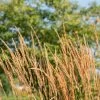 Bio Reitgras 'Karl Förster', Topf-Ø 11 Cm, 3er-Set -Fashion Garden Store 0310300400 Calamagrostis acut Karl Foerster 1 81622