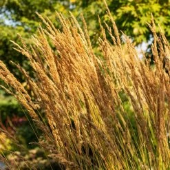 Bio Reitgras 'Karl Förster', Topf-Ø 11 Cm, 3er-Set -Fashion Garden Store 0310300400 Calamagrostis acut Karl Foerster 2 81625
