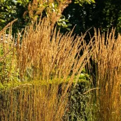 Bio Reitgras 'Karl Förster', Topf-Ø 11 Cm, 3er-Set -Fashion Garden Store 0310300400 Calamagrostis acut Karl Foerster 3 81624