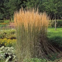 Bio Reitgras 'Karl Förster', Topf-Ø 11 Cm, 3er-Set -Fashion Garden Store 0310300400 Calamagrostis Karl Foerster Koelles Beste 11cm Topf 4890