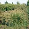 Lampenputzergras 'Hameln' Goldgelb, Topf-Ø 11 Cm, 3er-Set -Fashion Garden Store 0310300477 Pennisetum alopecuroides Hameln Koelles Beste 12cm Topf 4920